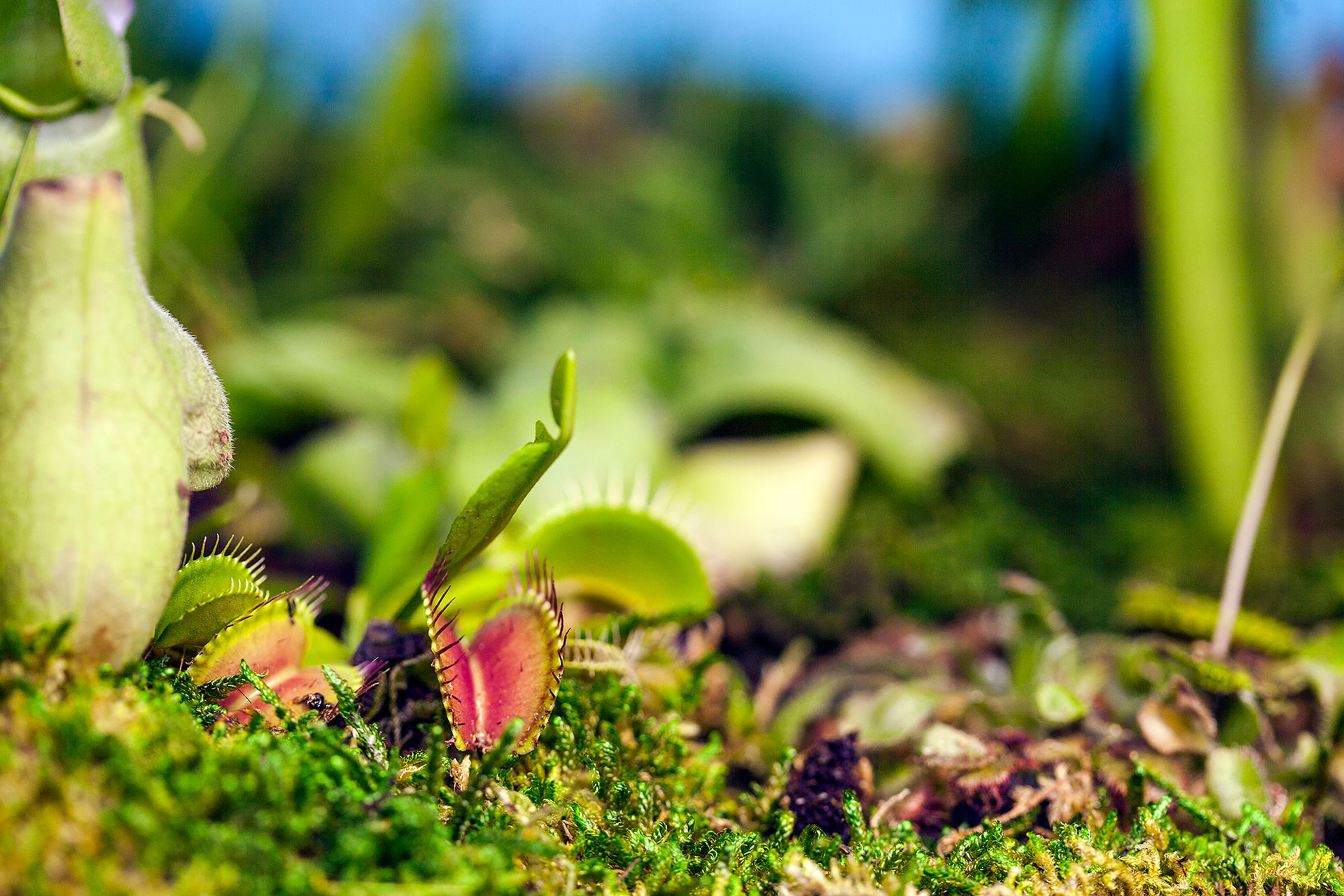 Plant Your Mac - Mr Plant