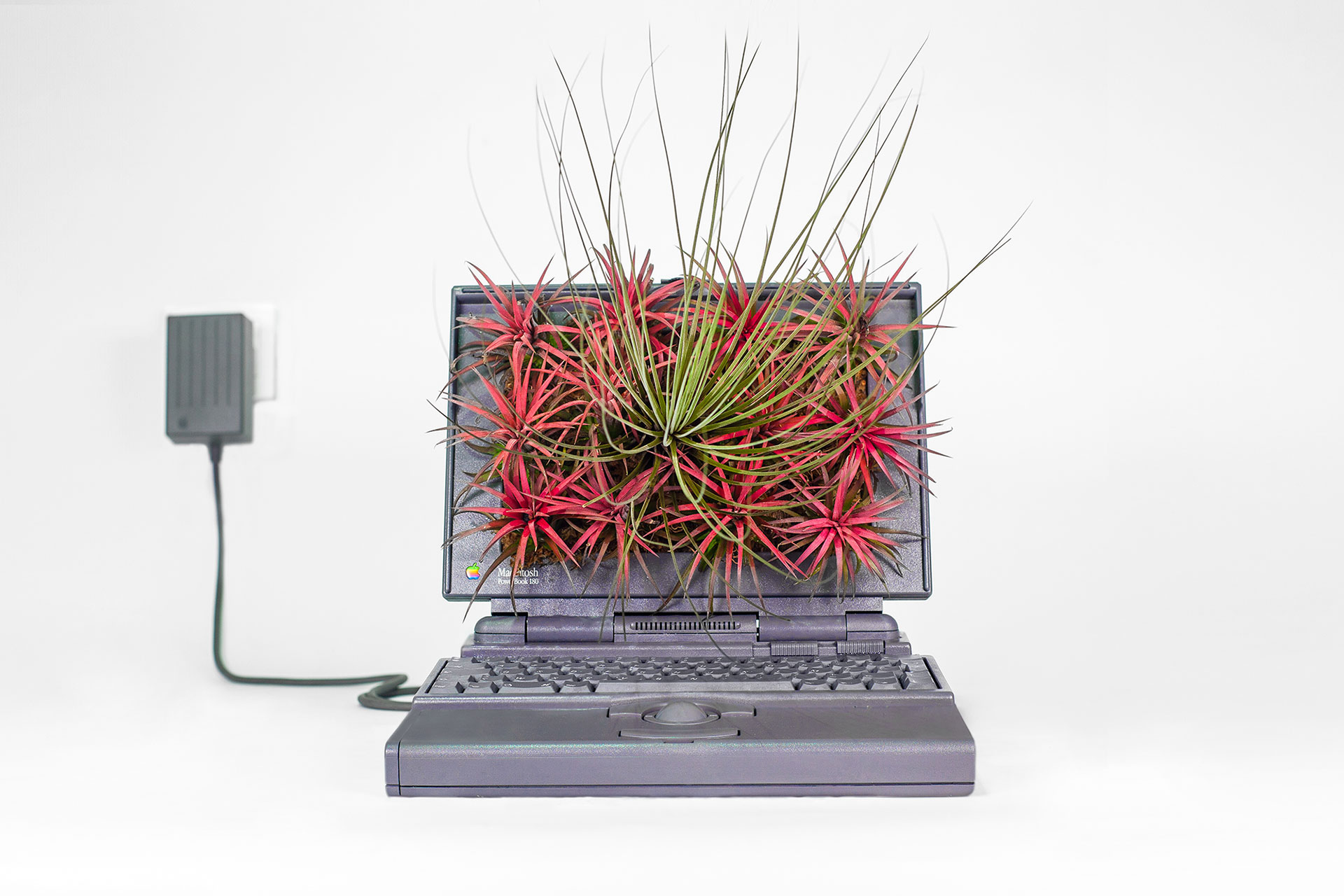 Plant Your Mac - Monsieur Plant