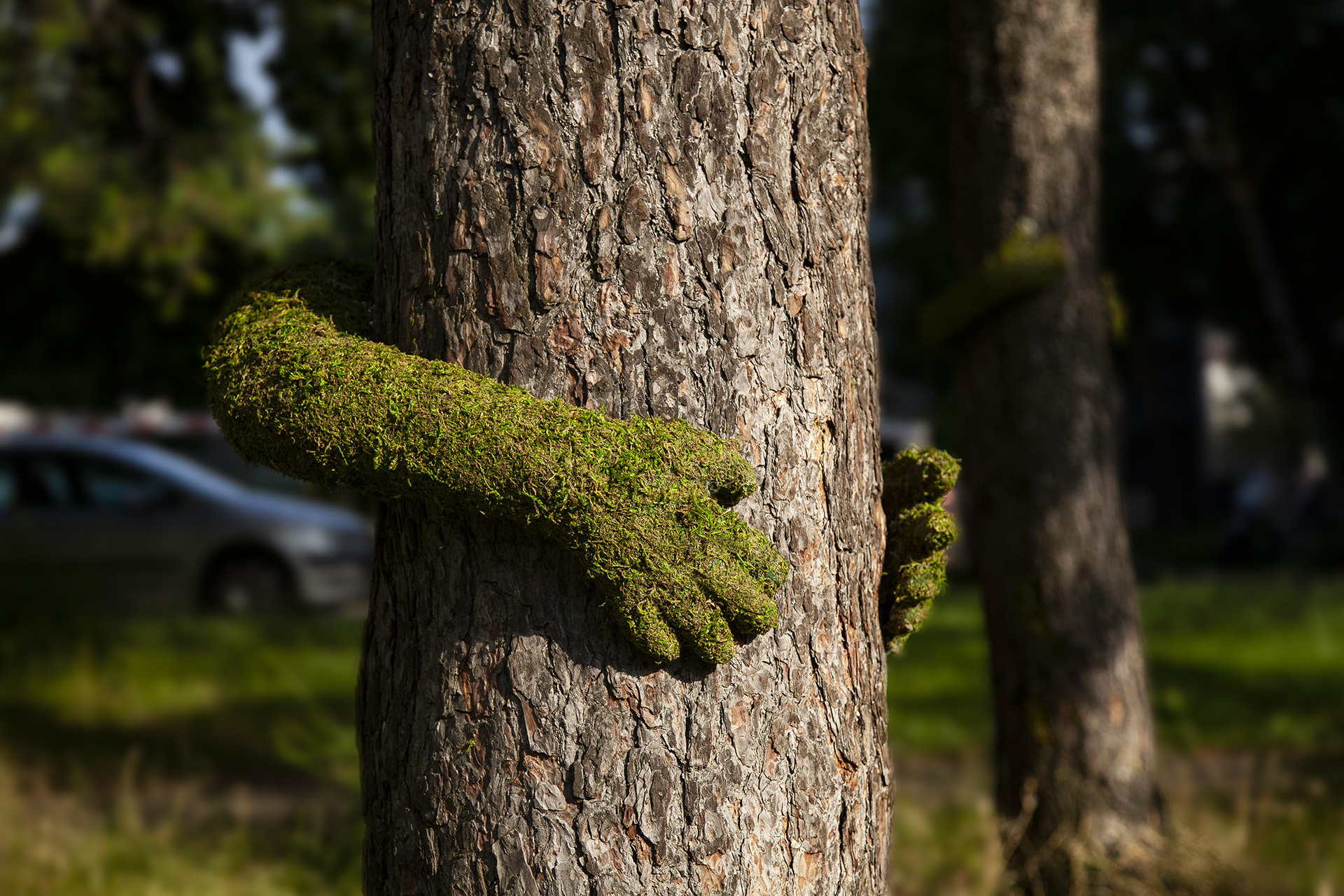 Tree Hug - Monsieur Plant