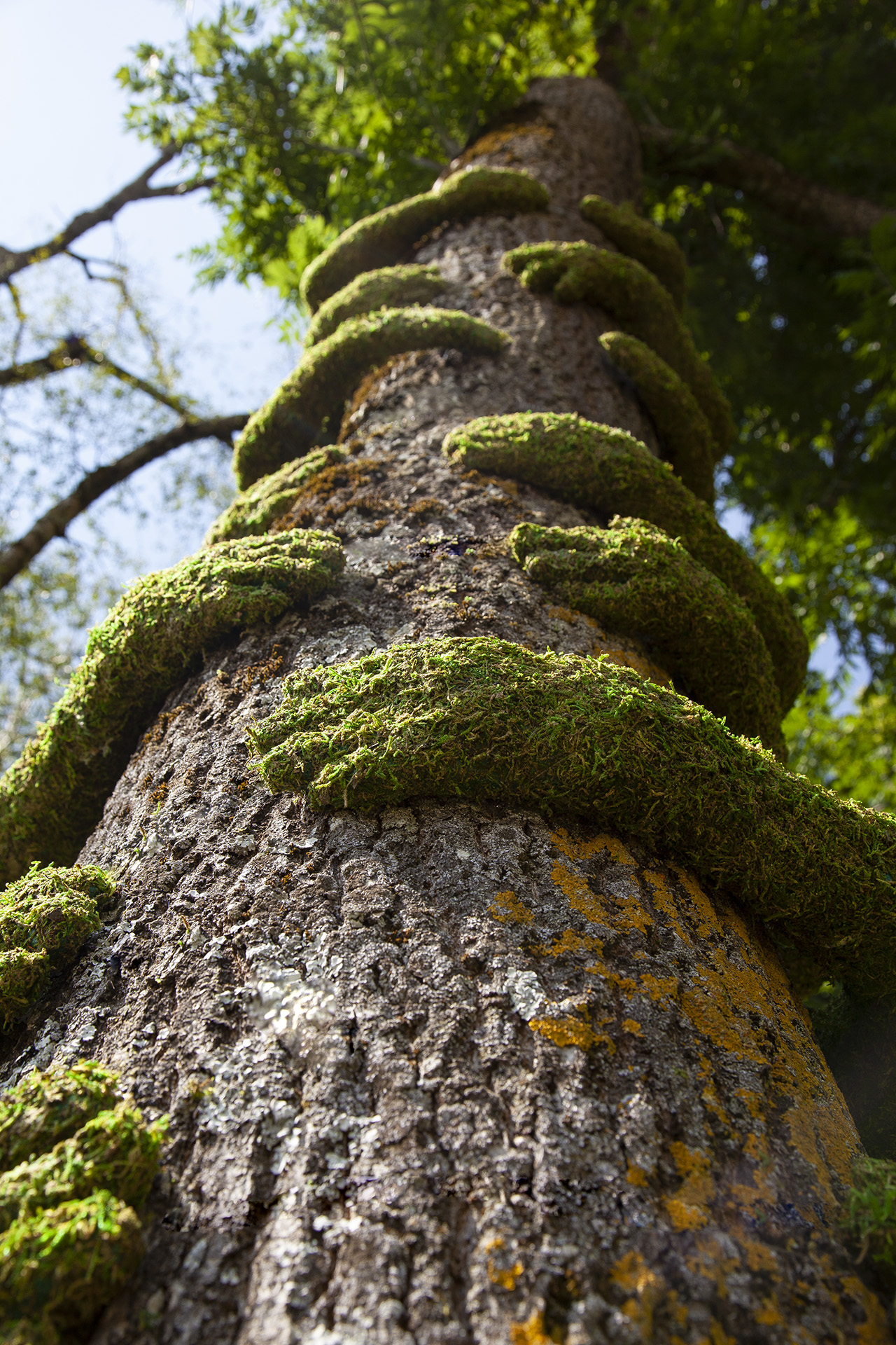 Tree Hug - Monsieur Plant