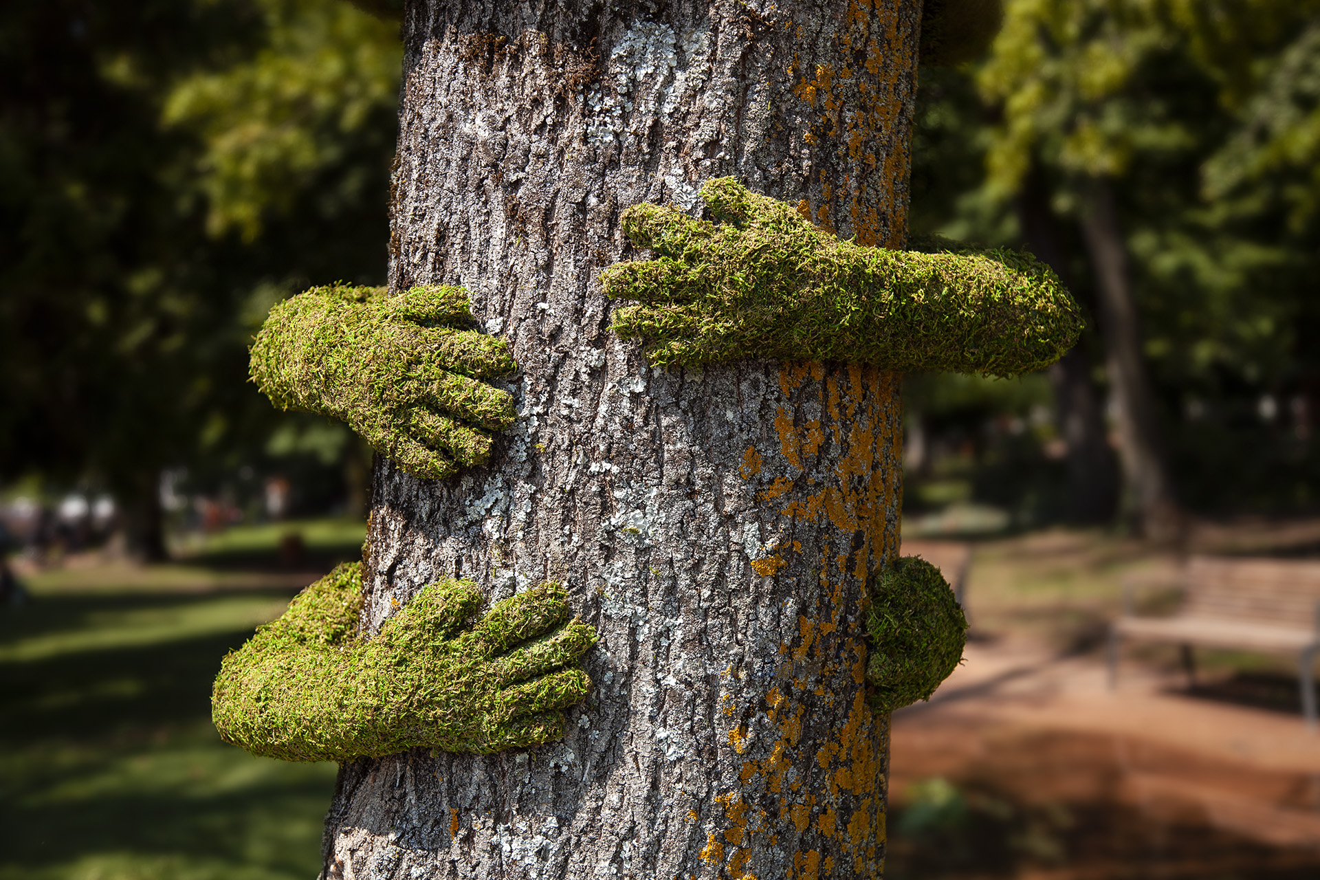 Tree Hug - Mr Plant