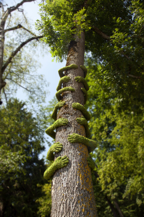 ~ Tree Hug / Annecy Paysage ~