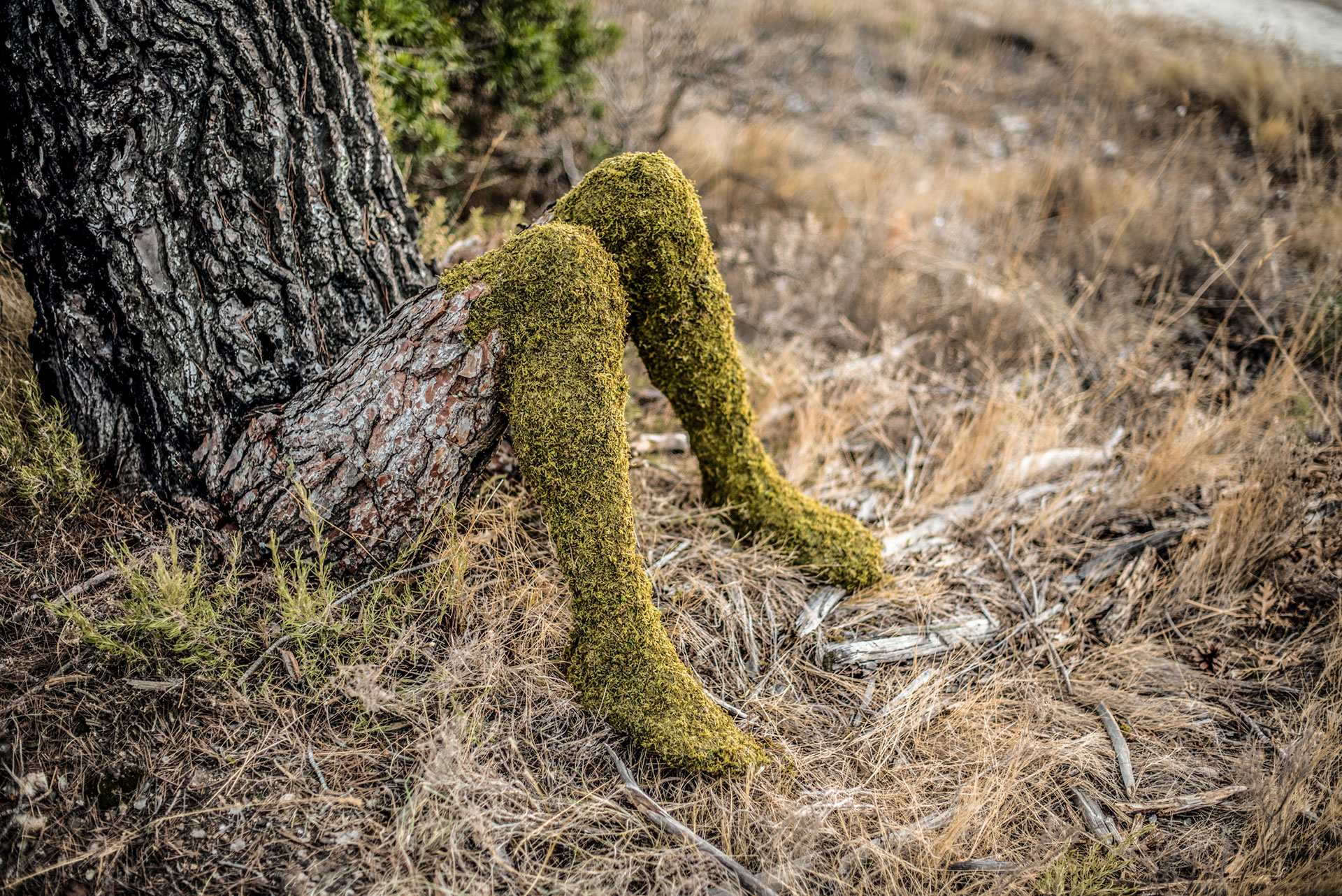 Human Tree - Monsieur Plant 