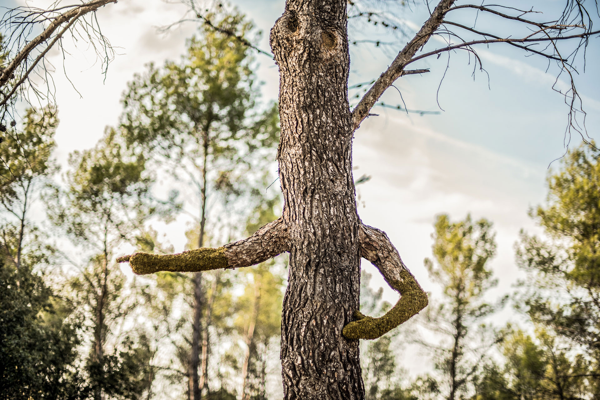 Human Tree - Mr Plant